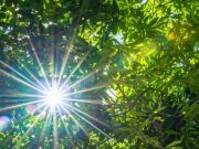 ¿La luz solar está compuesta de muchos colores?