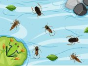 La peligrosa vida de la chinche acuática gigante la-peligrosa-vida-de-la-chinche-acuatica-gigante-1352-mainImage-0