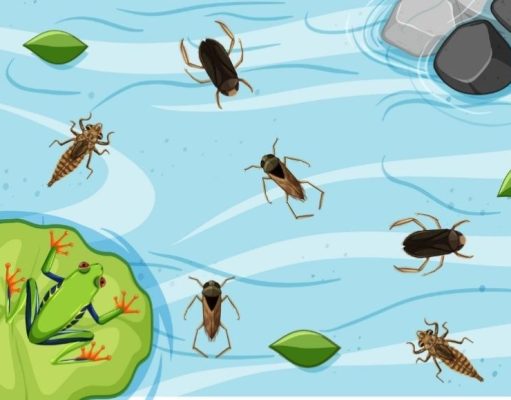 La peligrosa vida de la chinche acuática gigante la-peligrosa-vida-de-la-chinche-acuatica-gigante-1352-mainImage-0