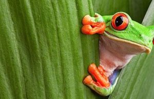 La riqueza de flora y fauna en un bosque tropical La riqueza de flora y fauna en un bosque tropical