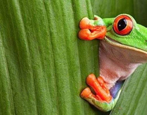 La riqueza de flora y fauna en un bosque tropical La riqueza de flora y fauna en un bosque tropical