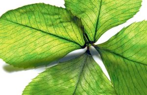 La suerte está echada Revista Selecciones