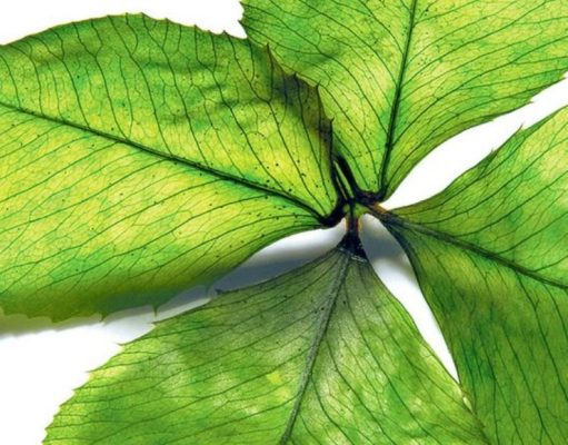 La suerte está echada