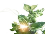 La vida vegetal y la mano del hombre