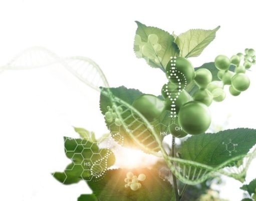 La vida vegetal y la mano del hombre