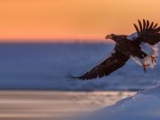 Las espectaculares águilas de Steller