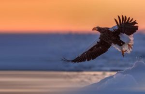 Las espectaculares águilas de Steller Revista Selecciones