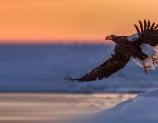 Las espectaculares águilas de Steller