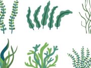 Hierba mala nunca muere