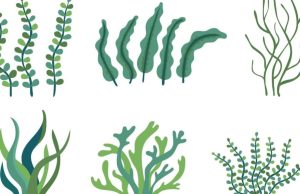 Hierba mala nunca muere Revista Selecciones