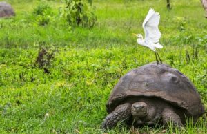 Las tortugas, un festín para las garzas Nankín Revista Selecciones