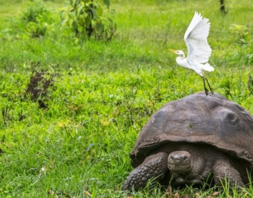Las tortugas, un festín para las garzas Nankín