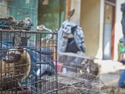 Mascotas exóticas: un capricho peligroso