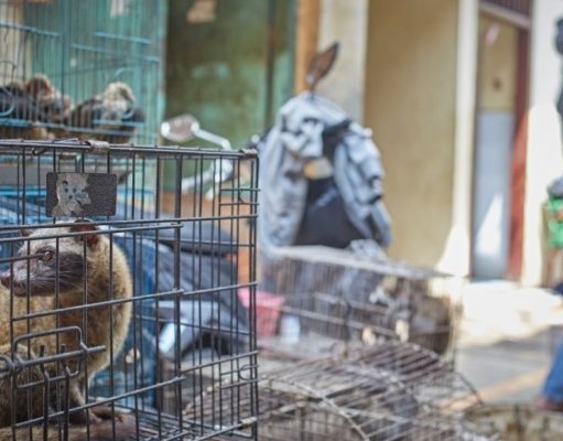 Mascotas exóticas: un capricho peligroso