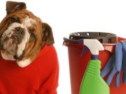 Una casa limpia con mascotas es posible