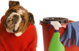 Una casa limpia con mascotas es posible Revista Selecciones