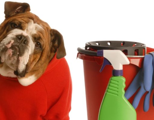 Una casa limpia con mascotas es posible