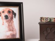 Los animales ante la muerte