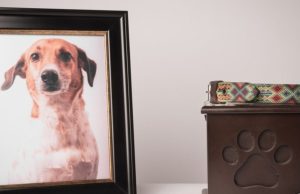 Los animales ante la muerte Revista Selecciones