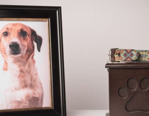 Los animales ante la muerte