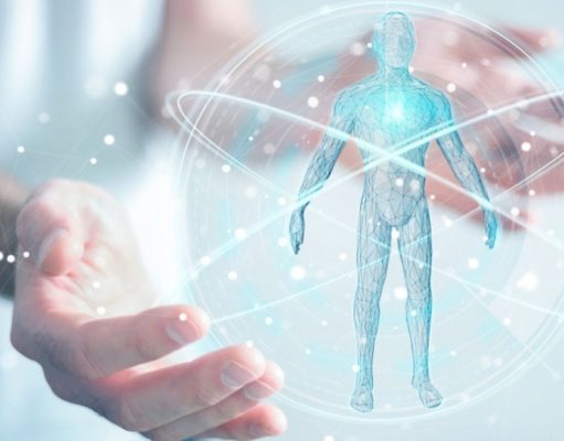 Los bloques constitutivos del cuerpo humano