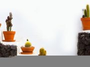 Los cactus ¿son buenas plantas de interior?