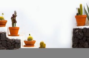Los cactus ¿son buenas plantas de interior? Revista Selecciones