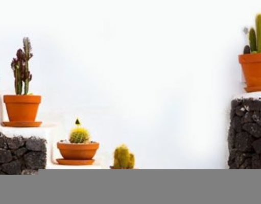 Los cactus ¿son buenas plantas de interior?