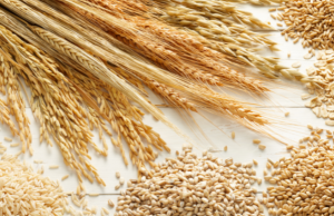 Los cereales que alimentan al mundo los-cereales-que-alimentan-al-mundo-1452-mainImage-0