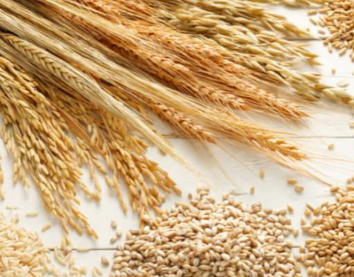 Los cereales que alimentan al mundo los-cereales-que-alimentan-al-mundo-1452-mainImage-0