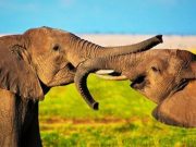 Los elefantes y la muerte