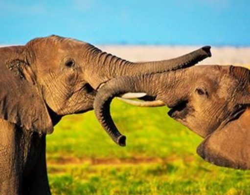 Los elefantes y la muerte