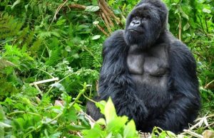 Los gorilas: animales en extinción Revista Selecciones