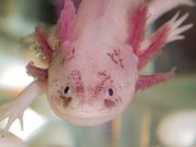 Los increíbles poderes de la naturaleza