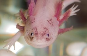 Los increíbles poderes de la naturaleza Revista Selecciones