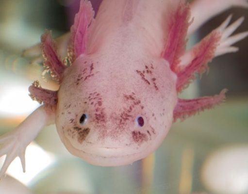 Los increíbles poderes de la naturaleza