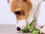 Los perros no son vegetarianos