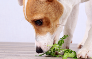 Los perros no son vegetarianos Revista Selecciones