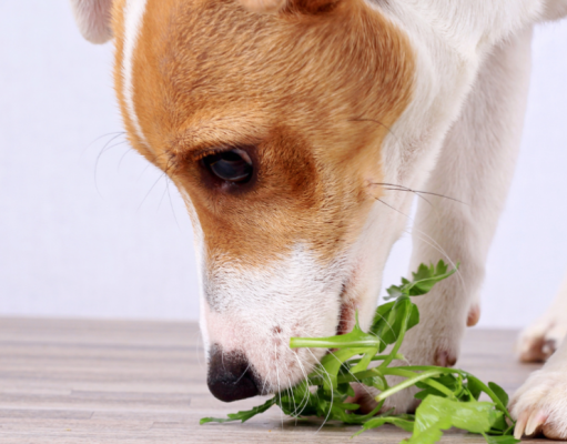 Los perros no son vegetarianos