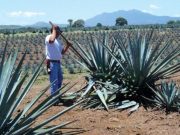 Los secretos del tequila