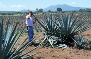 Los secretos del tequila Sabor de Casa