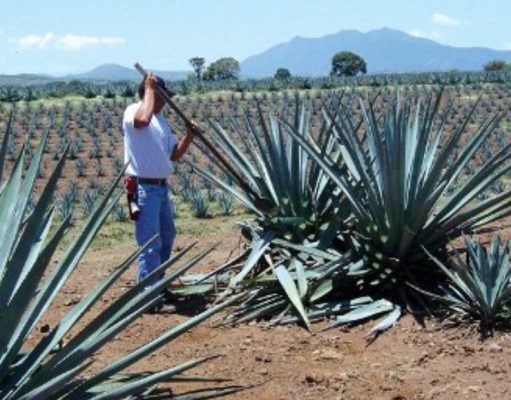 Los secretos del tequila
