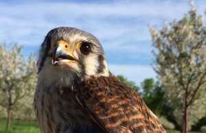 Animales salvajes para reducir pesticidas Revista Selecciones
