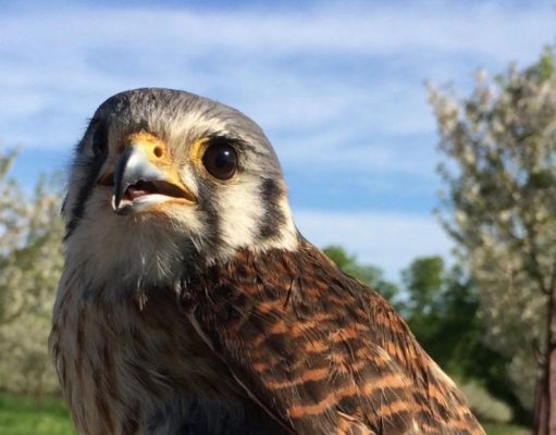 Animales salvajes para reducir pesticidas