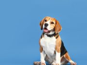 Conoce estas mascotas que dieron todo y más por sus dueños