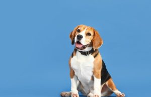 Conoce estas mascotas que dieron todo y más por sus dueños Revista Selecciones