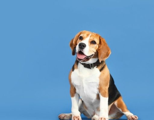 Conoce estas mascotas que dieron todo y más por sus dueños