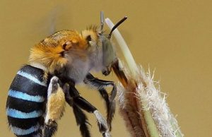Mientras más tipos de abejas, mejor para los seres humanos Revista Selecciones