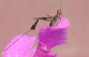 Mundo animal: recordar para sobrevivir Revista Selecciones