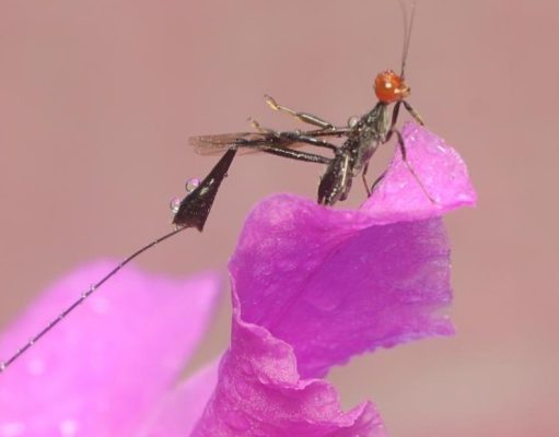 Mundo animal: recordar para sobrevivir